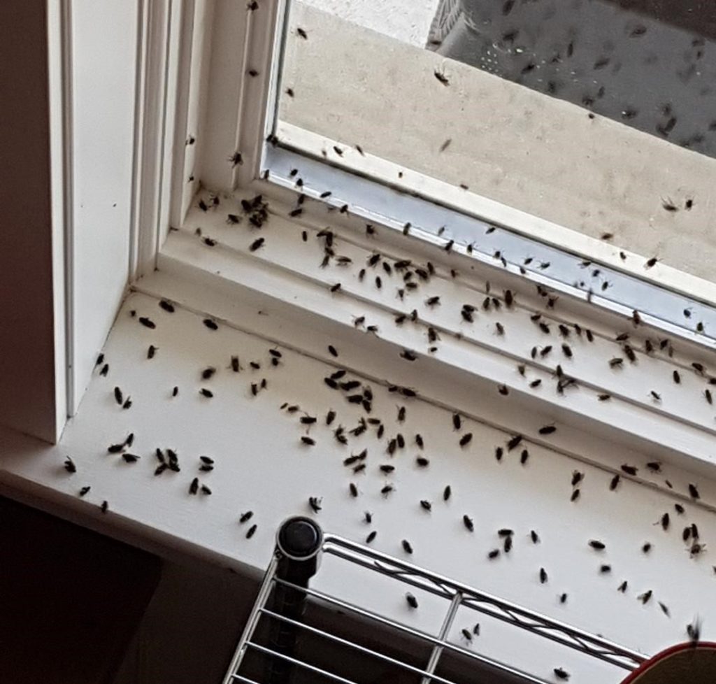 Pests Seeking Winter Refuge in Your Home